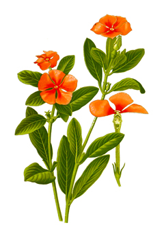 Catharanthus roseus Madagascar Periwinkle, Jasmine, Cayenne Old Maid Periwinkle Catharanthus roseus Madagascar Periwinkle, Jasmine, Cayenne Old Maid Periwinkle